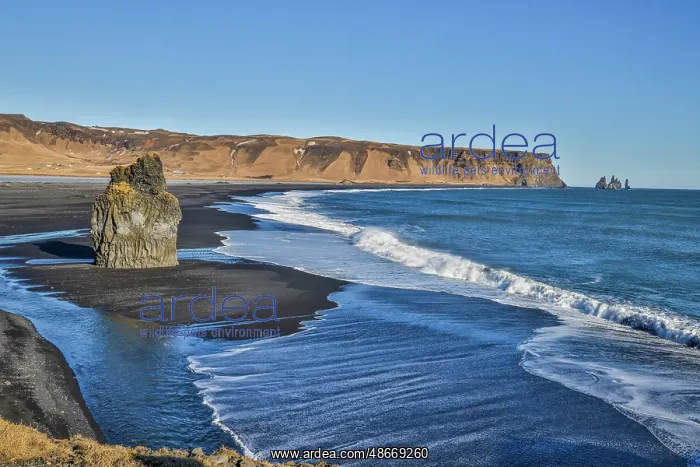 : Iceland, Vik. Reynisfjara black sand beach : Iceland, Vik. Reynisfjara black sand beach
