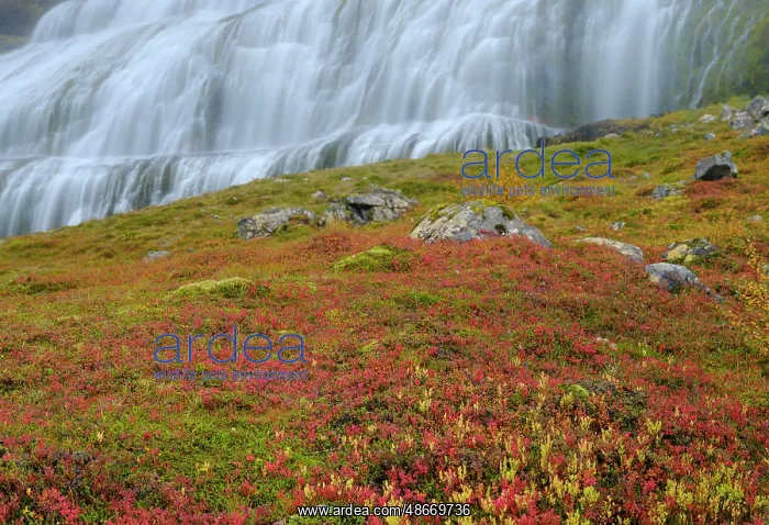 : Iceland. Waterfall Dynjandi in Borgarfjordur during autumn : Iceland. Waterfall Dynjandi in Borgarfjordur during autumn