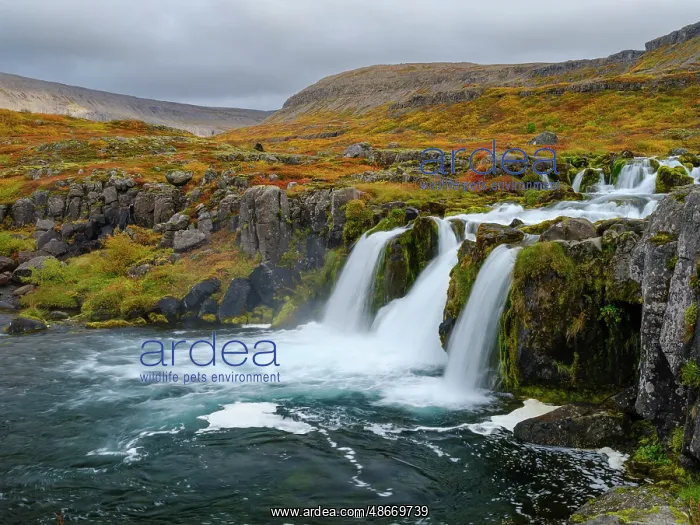 : Iceland. Waterfall Dynjandi in Borgarfjordur during autumn : Iceland. Waterfall Dynjandi in Borgarfjordur during autumn