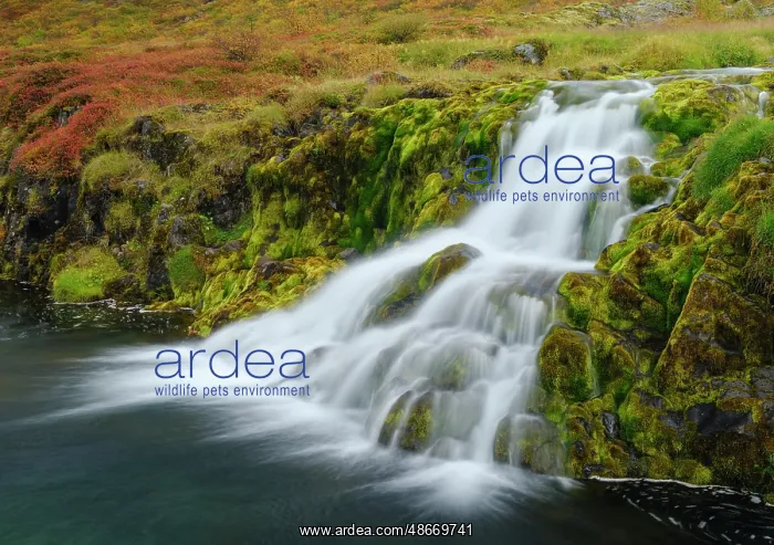  : Iceland. Waterfall Dynjandi in Borgarfjordur during autumn