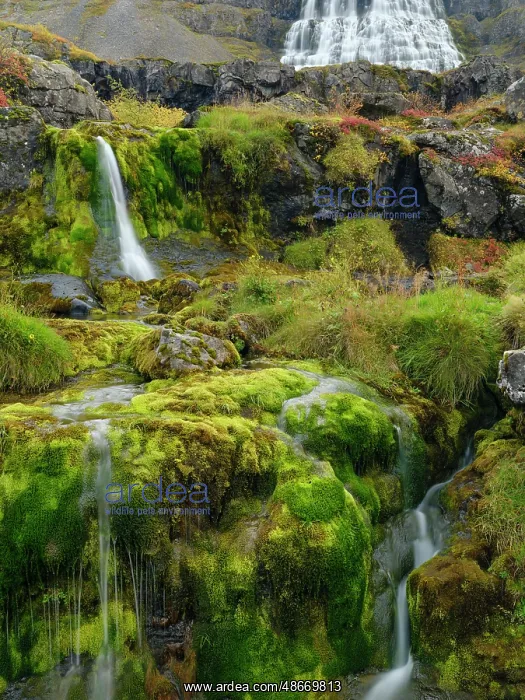 : Iceland. Waterfall Dynjandi in Borgarfjordur during autumn : Iceland. Waterfall Dynjandi in Borgarfjordur during autumn