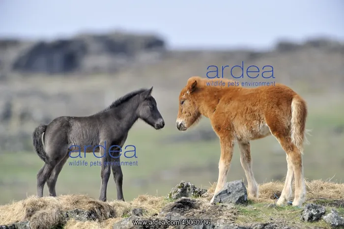 : Icelandic foal face to face in the moor Iceland : Icelandic foal face to face in the moor Iceland