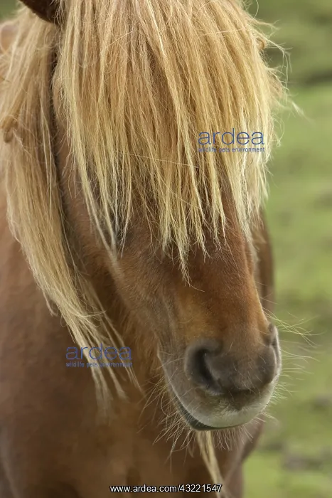 : Icelandic Horse : Icelandic Horse