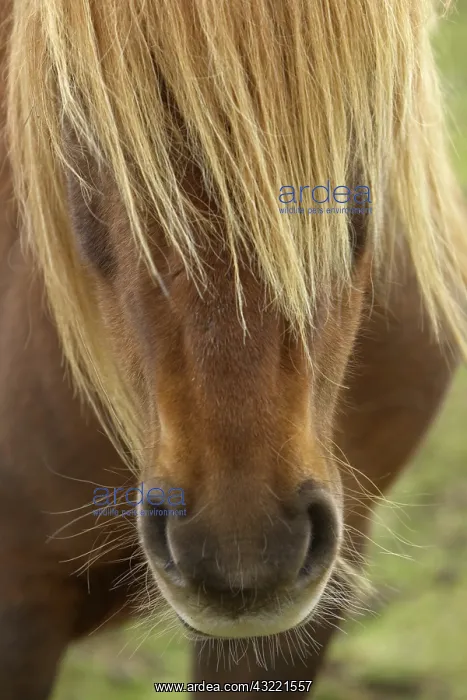 : Icelandic Horse : Icelandic Horse