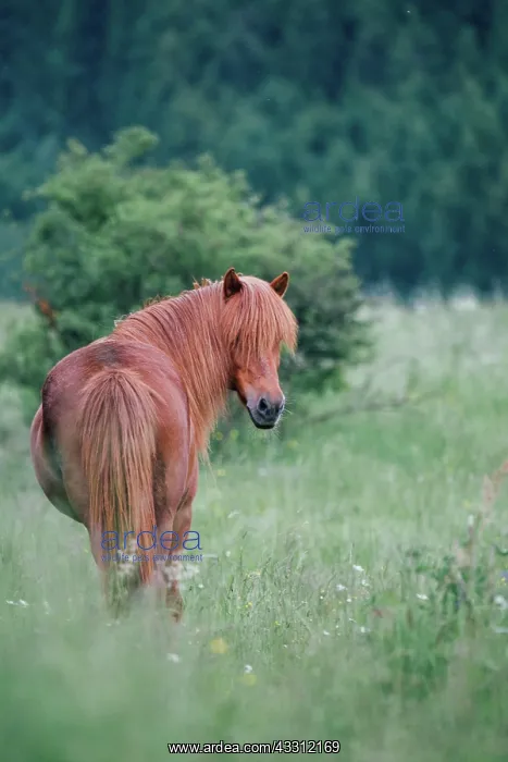 : Icelandic Horse : Icelandic Horse