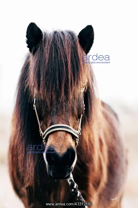 : Icelandic Horse : Icelandic Horse