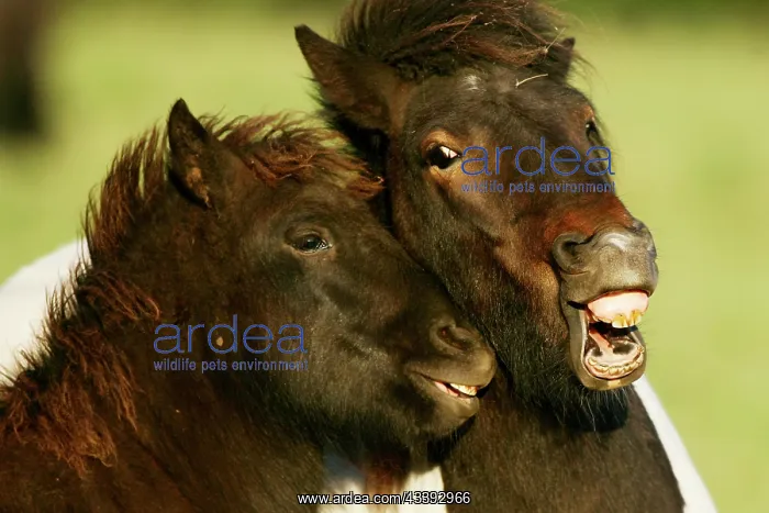 : Icelandic horse : Icelandic horse
