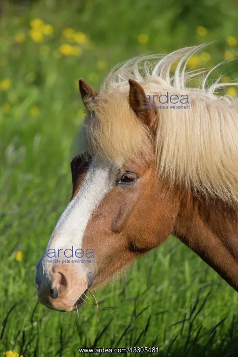  : Icelandic Horse - adult horse portrait - Iceland