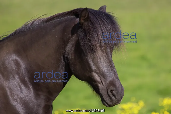 : Icelandic Horse - adult horse portrait - Iceland : Icelandic Horse - adult horse portrait - Iceland