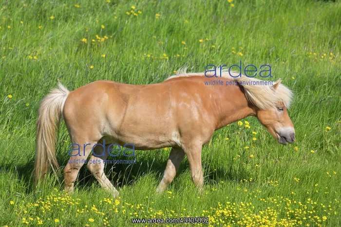 : Icelandic Horse - adult horse standing in meadow : Icelandic Horse - adult horse standing in meadow