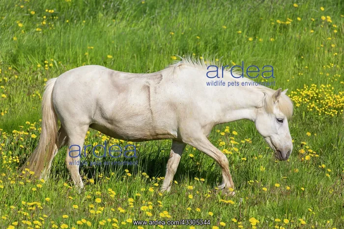 : Icelandic Horse - adult horse standing in meadow : Icelandic Horse - adult horse standing in meadow
