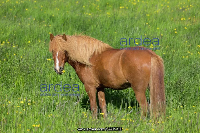  : Icelandic Horse - adult horse standing in meadow