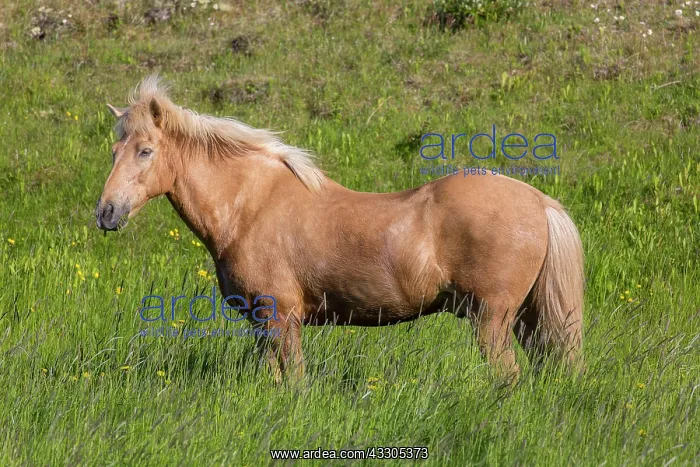: Icelandic Horse - adult horse standing in meadow : Icelandic Horse - adult horse standing in meadow