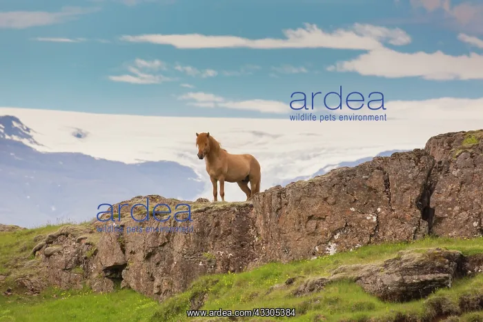 : Icelandic Horse - adult horse standing in meadow : Icelandic Horse - adult horse standing in meadow