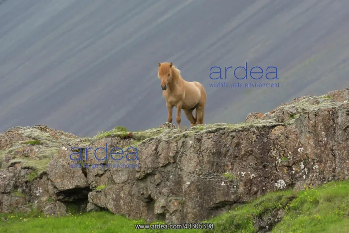 : Icelandic Horse - adult horse standing in meadow : Icelandic Horse - adult horse standing in meadow