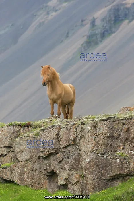 : Icelandic Horse - adult horse standing in meadow : Icelandic Horse - adult horse standing in meadow