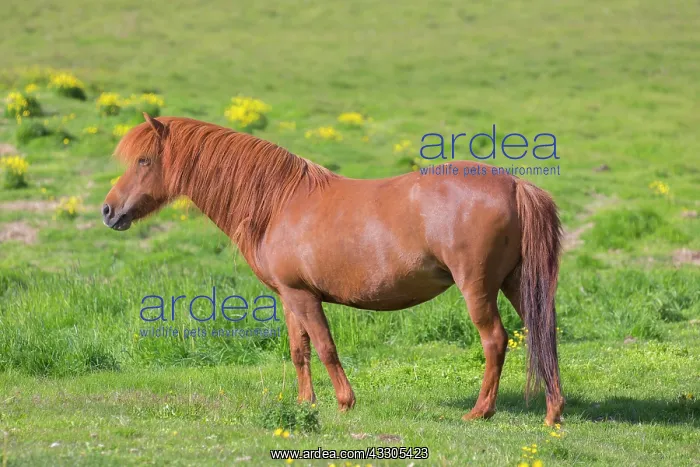 : Icelandic Horse - adult horse standing in meadow : Icelandic Horse - adult horse standing in meadow