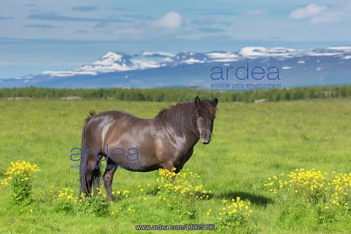 : Icelandic Horse - adult horse standing in meadow : Icelandic Horse - adult horse standing in meadow