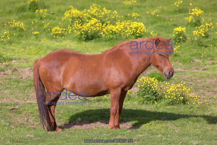 : Icelandic Horse - adult horse standing in meadow : Icelandic Horse - adult horse standing in meadow