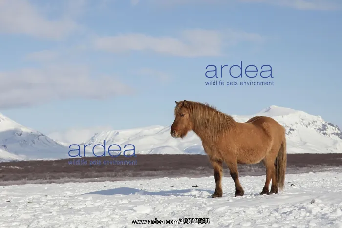: Icelandic Horse adults in winter landscape : Icelandic Horse adults in winter landscape