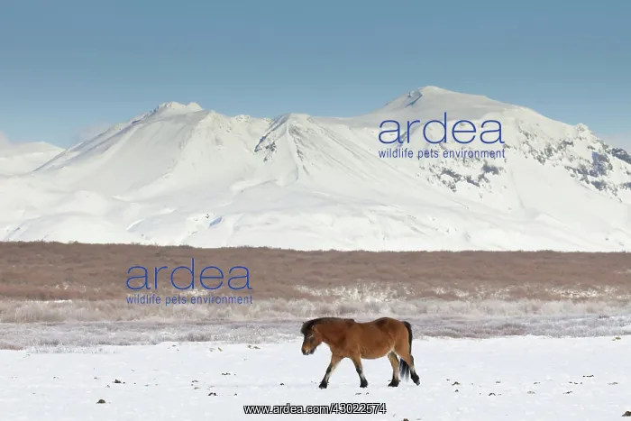 : Icelandic Horse adults in winter landscape : Icelandic Horse adults in winter landscape