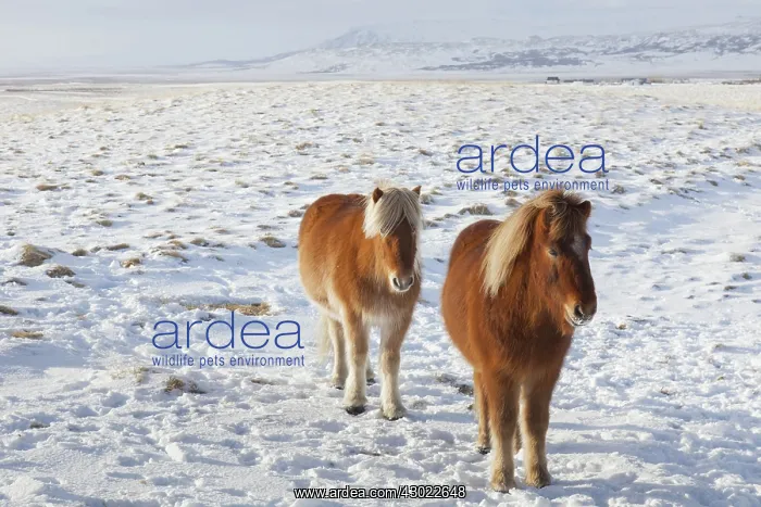 : Icelandic Horse adults in winter landscape : Icelandic Horse adults in winter landscape