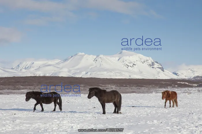 : Icelandic Horse adults in winter landscape : Icelandic Horse adults in winter landscape