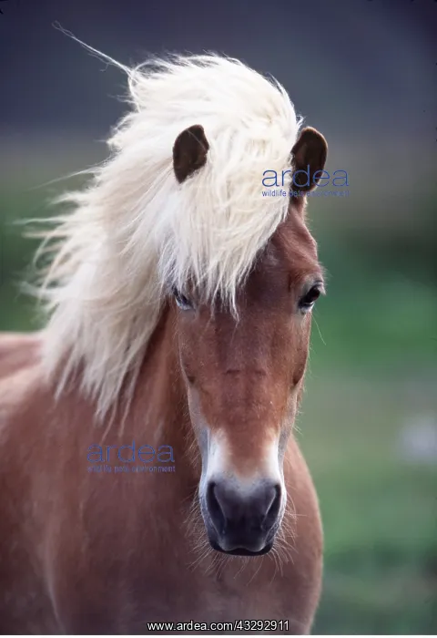 : ICELANDIC HORSE - close-up of head, facing : ICELANDIC HORSE - close-up of head, facing