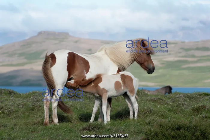  : Horse. Icelandic Horse (Equus caballus) foal suckling at his mother