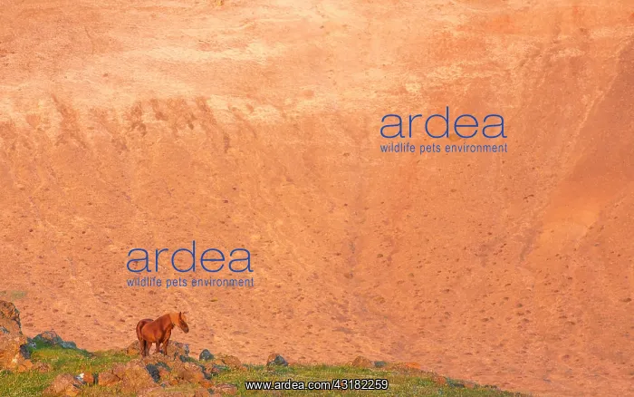 : Horse. Icelandic Horse (Equus ferus caballus) standing in front of a rhyolite mountain : Horse. Icelandic Horse (Equus ferus caballus) standing in front of a rhyolite mountain