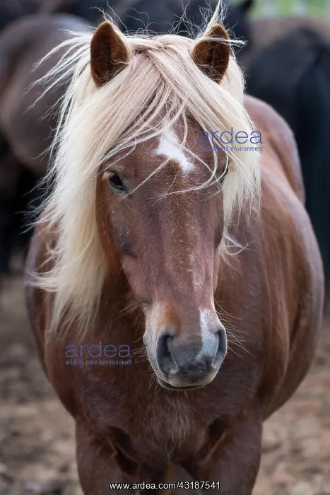 : Icelandic horse (Equus islandicus), portrait, LotingsstaEir : Icelandic horse (Equus islandicus), portrait, LotingsstaEir
