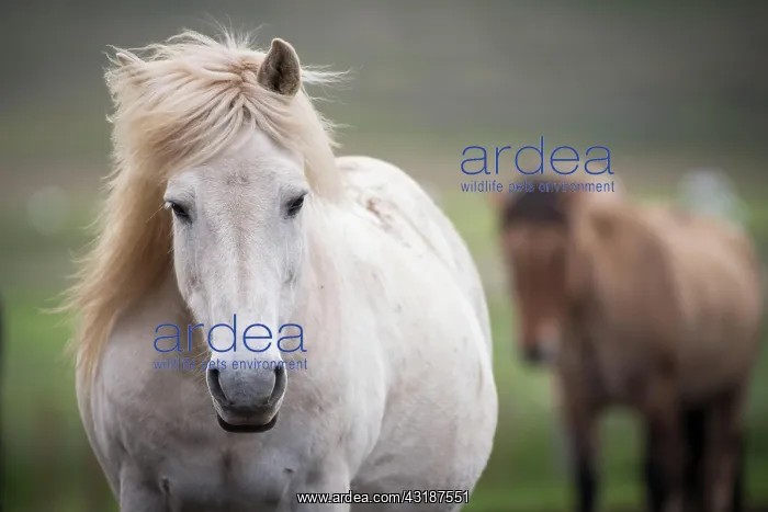 : Icelandic horse (Equus islandicus), portrait, LotingsstaEir : Icelandic horse (Equus islandicus), portrait, LotingsstaEir