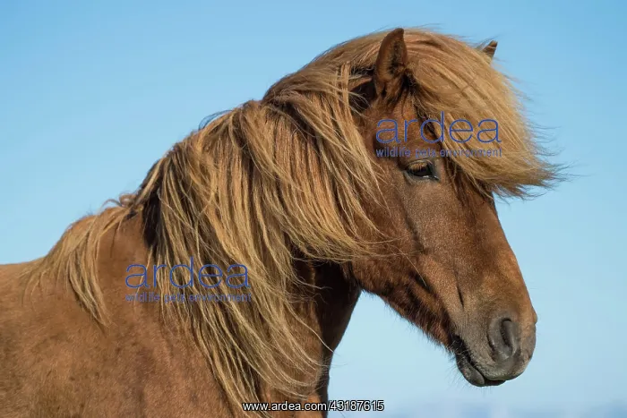 : Icelandic horse (Equus islandicus), portrait, Skagi : Icelandic horse (Equus islandicus), portrait, Skagi