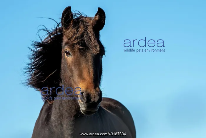 : Icelandic horse (Equus islandicus), portrait, Skagi : Icelandic horse (Equus islandicus), portrait, Skagi