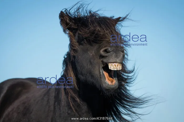 : Icelandic horse (Equus islandicus), portrait, Skagi : Icelandic horse (Equus islandicus), portrait, Skagi