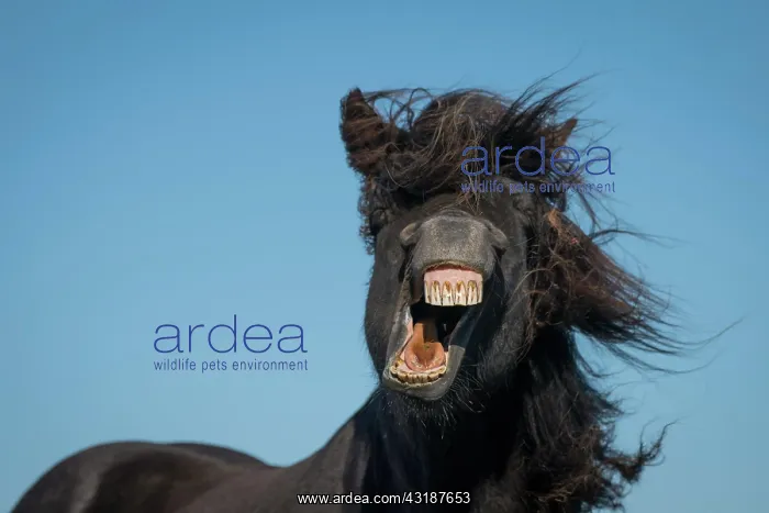 : Icelandic horse (Equus islandicus), portrait, Skagi : Icelandic horse (Equus islandicus), portrait, Skagi