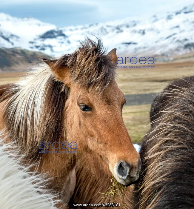 : Icelandic horse (Equus islandicus), animal portrait : Icelandic horse (Equus islandicus), animal portrait