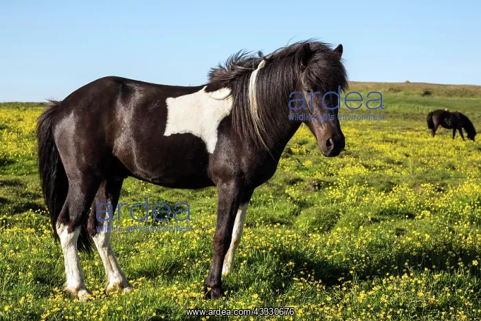 : Icelandic horse (Equus islandicus) on a blooming : Icelandic horse (Equus islandicus) on a blooming