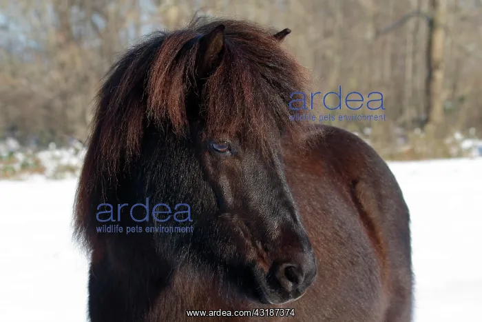 : Icelandic horse (Equus islandicus), brown gelding : Icelandic horse (Equus islandicus), brown gelding