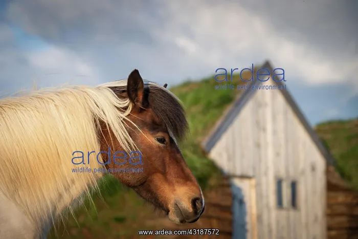 : Icelandic horse (Equus islandicus) in evening light : Icelandic horse (Equus islandicus) in evening light