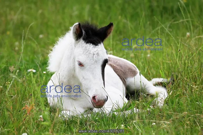 : Icelandic horse (Equus islandicus), foal, animal : Icelandic horse (Equus islandicus), foal, animal
