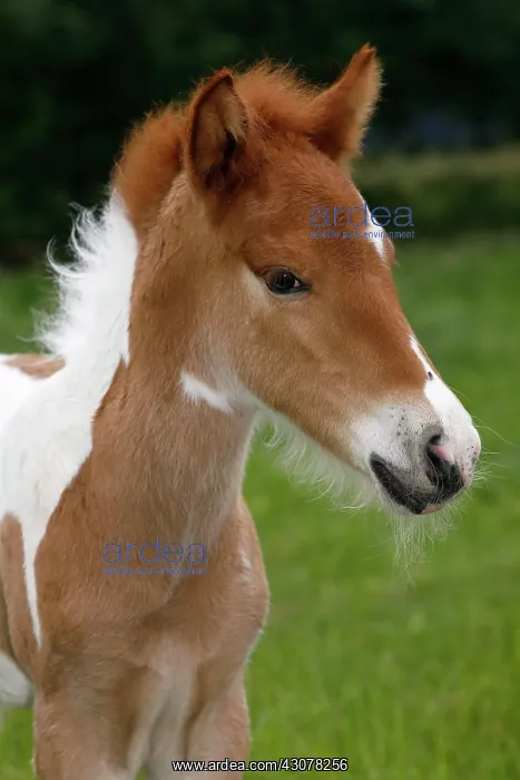 : Icelandic horse (Equus islandicus), foal, pinto : Icelandic horse (Equus islandicus), foal, pinto