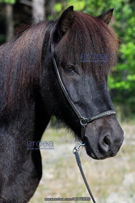 : Icelandic horse ( Equus islandicus) Gelding in the : Icelandic horse ( Equus islandicus) Gelding in the