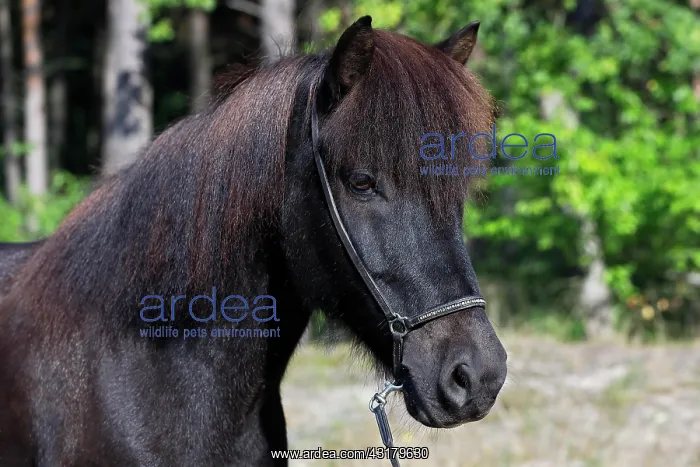 : Icelandic horse ( Equus islandicus) Gelding in the : Icelandic horse ( Equus islandicus) Gelding in the
