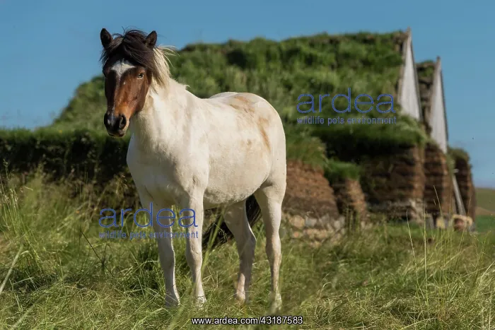 : Icelandic horse (Equus islandicus) in front of horse : Icelandic horse (Equus islandicus) in front of horse