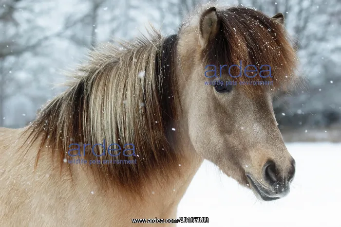 : Icelandic horse (Equus islandicus), mare in snow : Icelandic horse (Equus islandicus), mare in snow