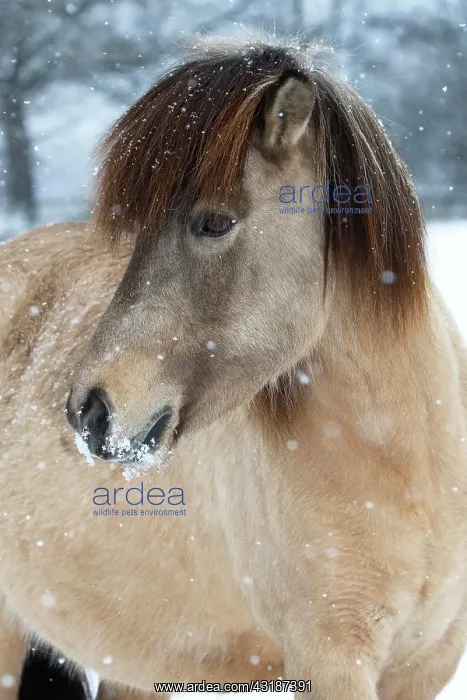 : Icelandic horse (Equus islandicus), mare in snow : Icelandic horse (Equus islandicus), mare in snow