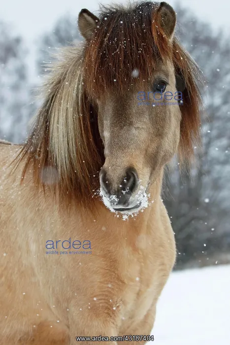 : Icelandic horse (Equus islandicus), mare in snow : Icelandic horse (Equus islandicus), mare in snow