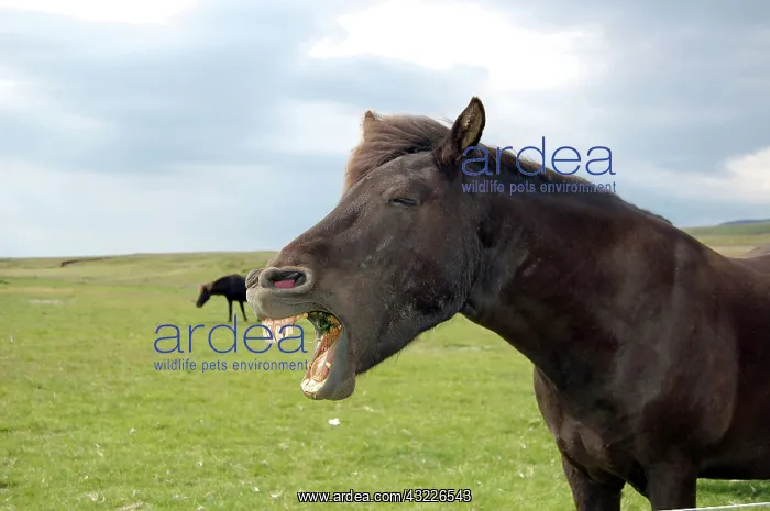 : Icelandic horse (Equus scandinavicus), Golden : Icelandic horse (Equus scandinavicus), Golden