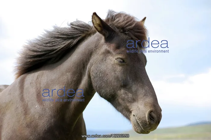 : Icelandic horse (Equus scandinavicus), Golden : Icelandic horse (Equus scandinavicus), Golden